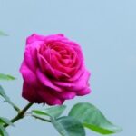 赏金女王的影响力:如何激励他人追求梦想 ddcu39uwb