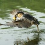 赏金大对决:赢得赏金的多种途径 hj7z6