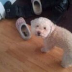 赏金女王与团队合作:如何有效管理团队 rg7ekj5mj5